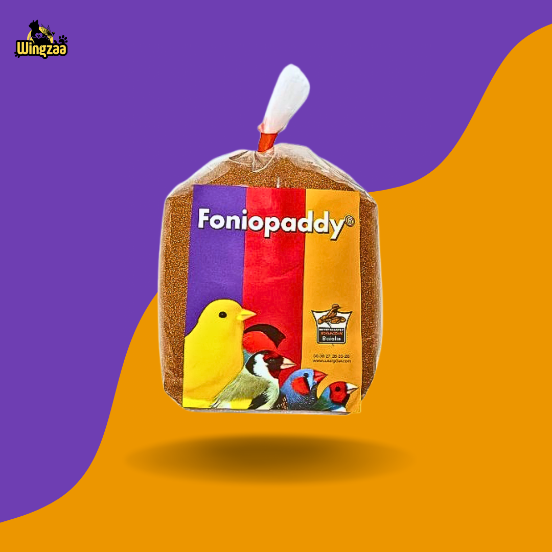 fonio-paddy